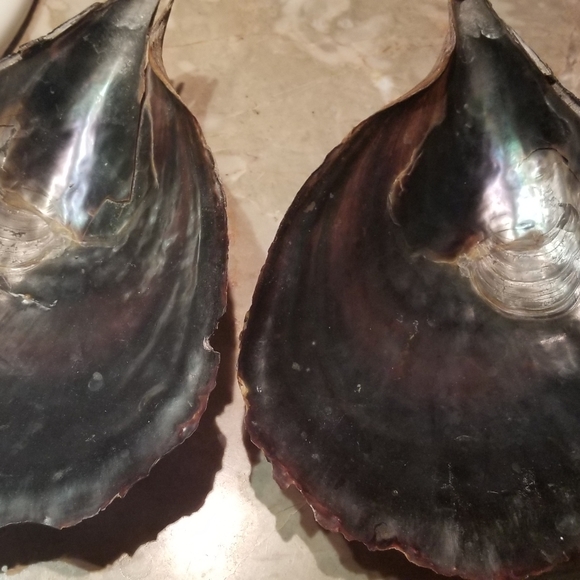 Shell - Picture 3 of 8